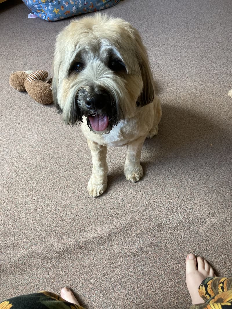 A shaggy cream wheaten-type dog sitting on a carpet with a long untrimmed coat, before its groom