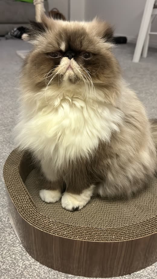 A fluffy Persian cat with a groomed cream and brown coat sitting indoors