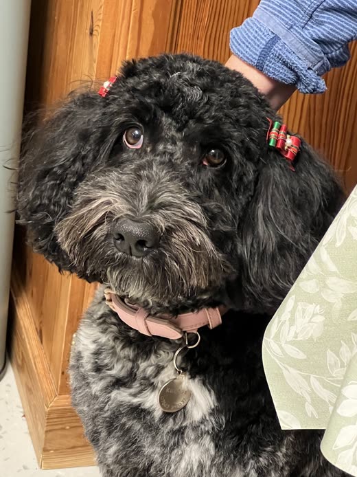 Close-up of a dark grey doodle's head with two small red bows clipped above the ears