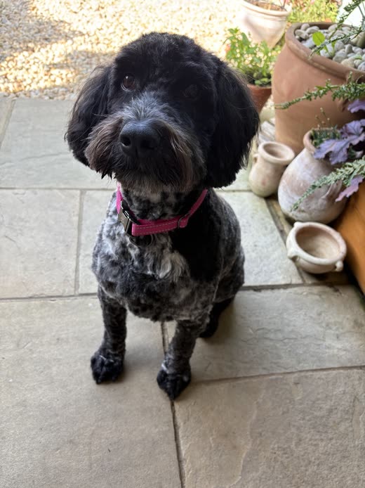A black-and-grey cockapoo with a neatly rounded face trim sitting outdoors in a pink collar